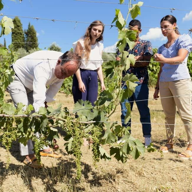 All Tuscany Wine Tour - All Tuscany Wine Tour: An Honest Look at a Tasty Experience