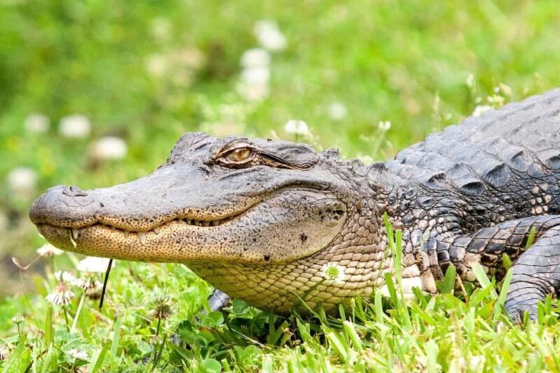 Alligator Swamp Tour by Gray Line New Orleans - Key Points