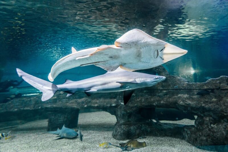 Almería: Aquarium Costa de Almería Entry Ticket - Is It Worth the Price?