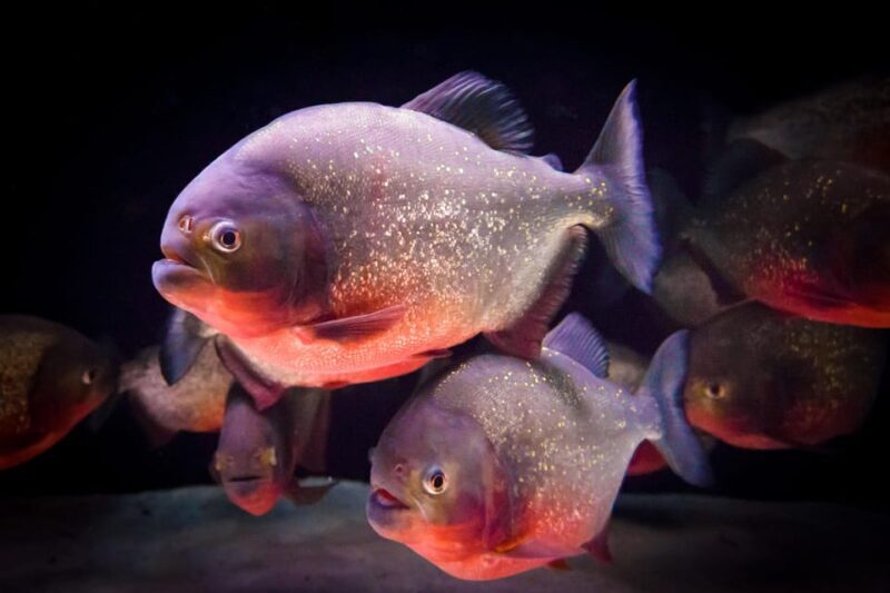 Almería: Aquarium Costa de Almería Entry Ticket - Who Should Consider Visiting?