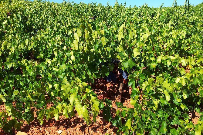 Almería Wine tour, tasting in Bio Winery and aperitif in English - Discover the Charm of the Almería Wine Tour at Cortijo El Cura