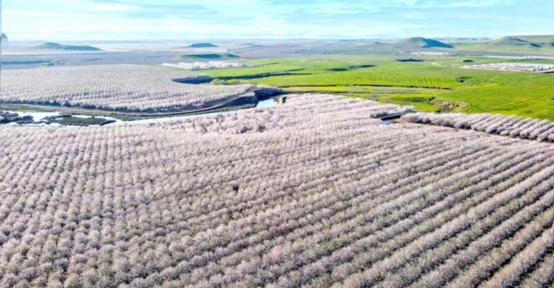 Almond Bloom Adventure: Nature's Art - Audio Driving Tour - What the Tour Offers