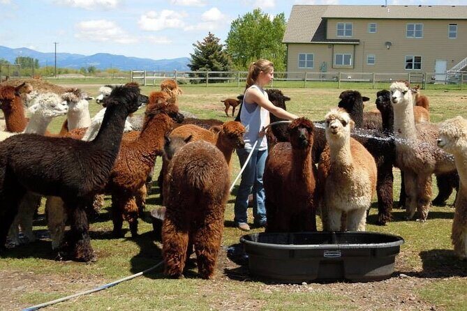 Alpaca and Llama Farm Tour - The Details of the Alpaca and Llama Farm Tour