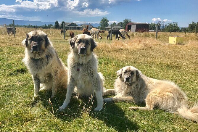 Alpaca and Llama Farm Tour - FAQs