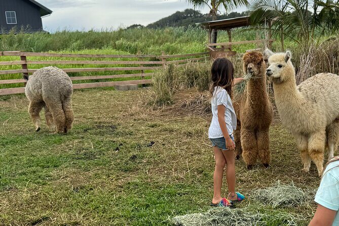 Alpaca Farm Experience on the Road to Hana - Key Points