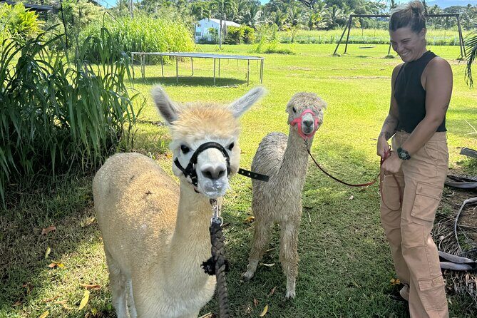 Alpaca Farm Experience on the Road to Hana - What to Expect from the Maui Alpaca Farm Experience