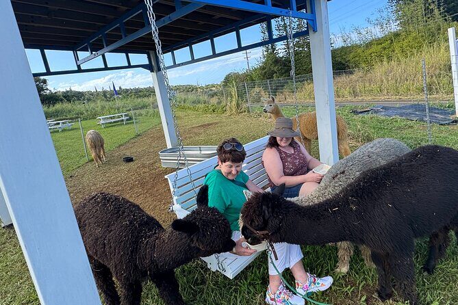 Alpaca Farm Experience on the Road to Hana - Practical Details and Tips