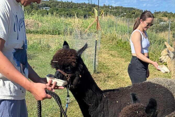 Alpaca Farm Experience on the Road to Hana - Who Should Consider This Tour?