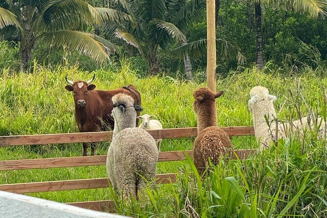 Alpaca Farm Experience on the Road to Hana - Final Thoughts