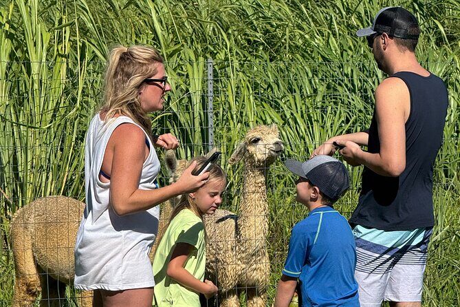 Alpaca Farm Experience on the Road to Hana - FAQ: Your Questions Answered