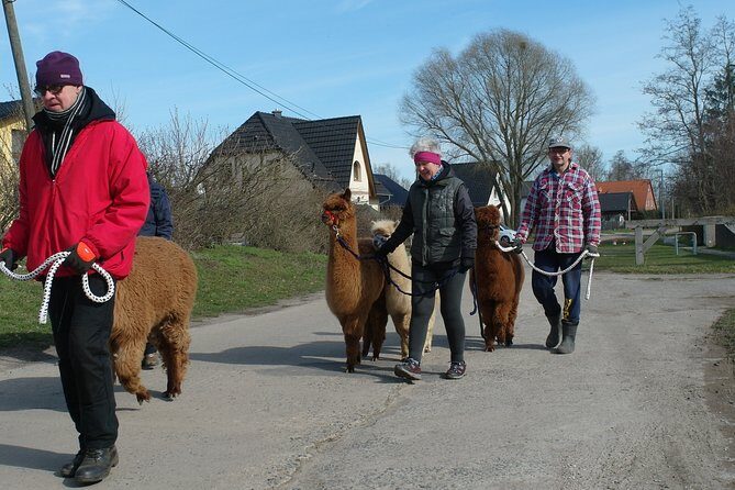 Alpaca hike in the Barnimer Feldmark - Key Points