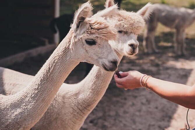 Alpaca Interaction and Wine Tasting - What to Expect on the Tour