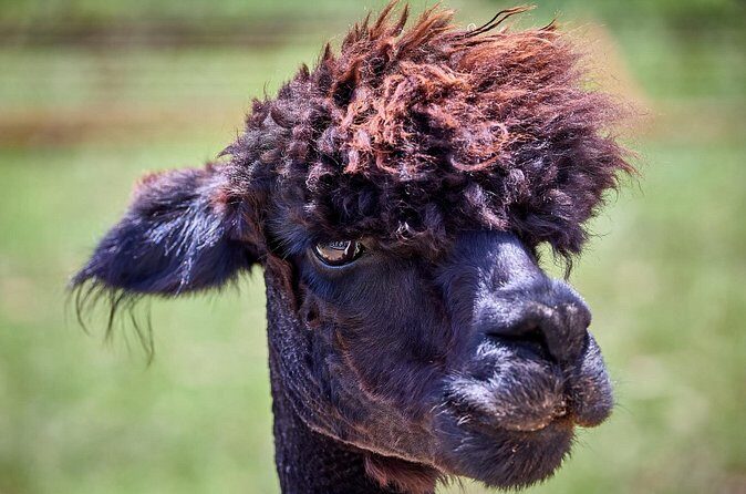 Alpaca Interaction and Wine Tasting - Who Is This Tour Best For?