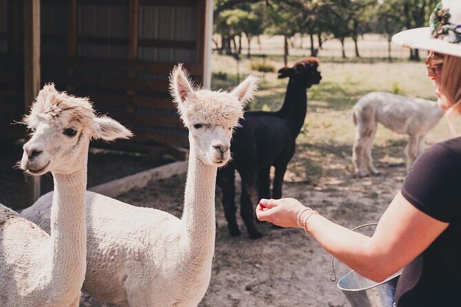 Alpaca Interaction and Wine Tasting - Frequently Asked Questions