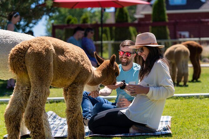 Alpaca Picnic Experience in Oregon - What to Expect from the Alpaca Picnic Experience