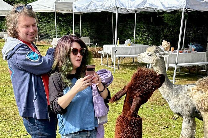 Alpaca Picnic - Immersive Animal Encounter - Seattle Experience - The Setting: A Peaceful Farm Escape