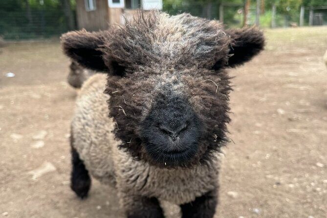 Alpaca Picnic - Immersive Animal Encounter - Seattle Experience - Picnicking Among the Animals