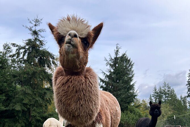 Alpaca Picnic - Immersive Animal Encounter - Seattle Experience - Interacting with Other Farm Animals