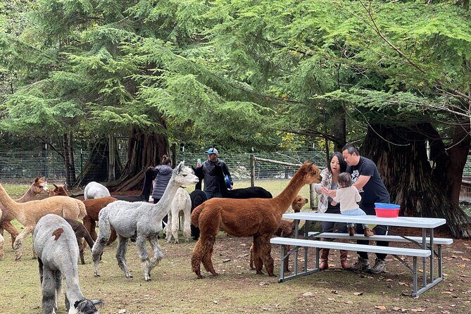 Alpaca Picnic - Immersive Animal Encounter - Seattle Experience - Photo Opportunities and Souvenirs