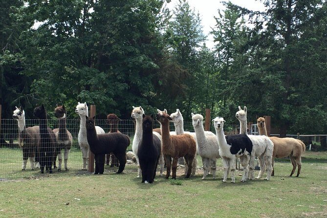 Alpaca Ranch and Fiber Processing Mill Tour - What to Expect from the Tour