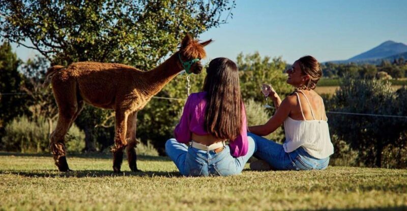Alpaca Trek in Valdichiana Senese - What to Expect from the Alpaca Trek in Valdichiana Senese
