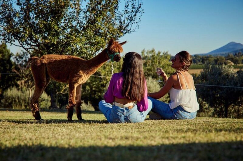 Alpaca Trek in Valdichiana Senese - Practicalities: What You Should Know