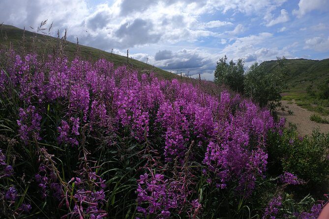 Alpine Classic Trek - Real Experiences from Hikers