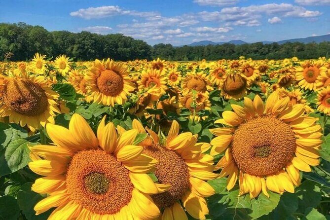 Alsace wine tour and medieval villages. Small group guided tour - Final Thoughts