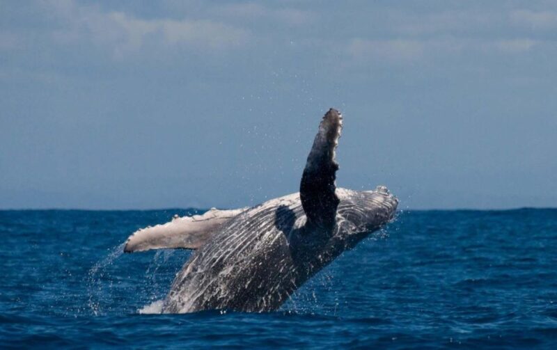 Alta: Alta Fjord Whale Watching Tour - Key Points