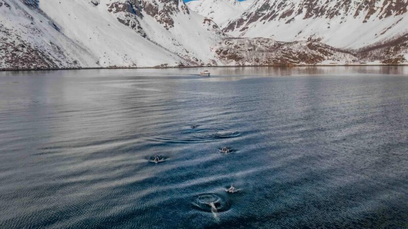 Alta: Altafjord Whale Watching in a Heated Boat - Final Thoughts