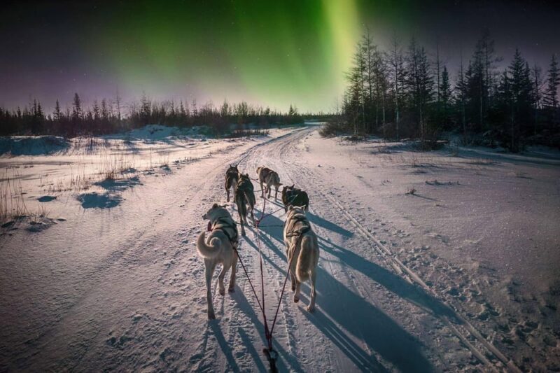 Alta: Dog Sledding Trip under the Northern Lights - Key Points