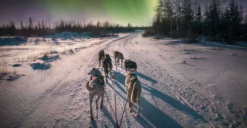 Alta: Dog Sledding Trip under the Northern Lights - Who Will Love This Tour?