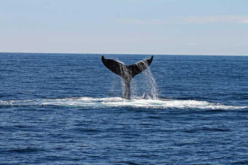 Alta Fjord: Private Whale Watching Tour - What Makes This Whale Watching Tour Stand Out