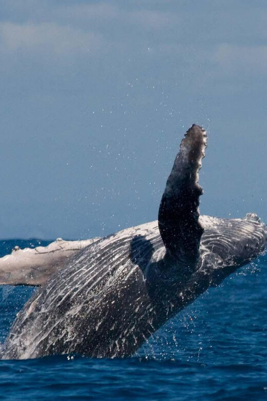 Alta Fjord: Private Whale Watching Tour - Practical Tips for Booking and Preparing