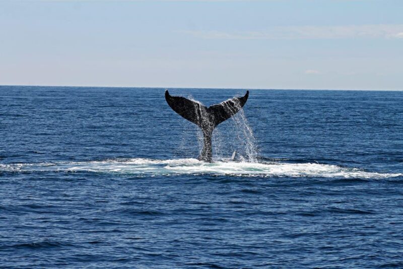 Alta Fjord: Private Whale Watching Tour - To Wrap It Up
