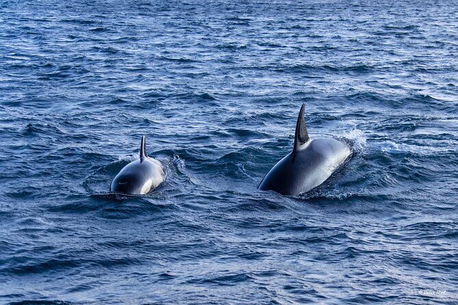 Alta Fjord Whale Watching on a Heated Boat - Cost and Value