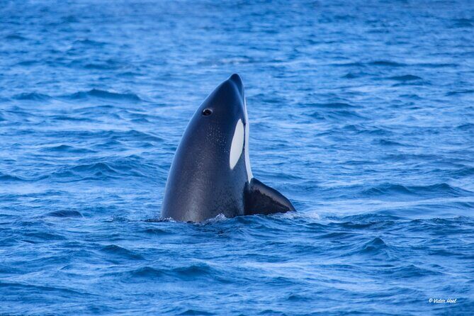 Alta Fjord Whale Watching on a Heated Boat - FAQ