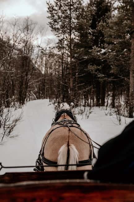 Alta: Sleigh Ride in the Arctic Countryside - The Experience in Detail
