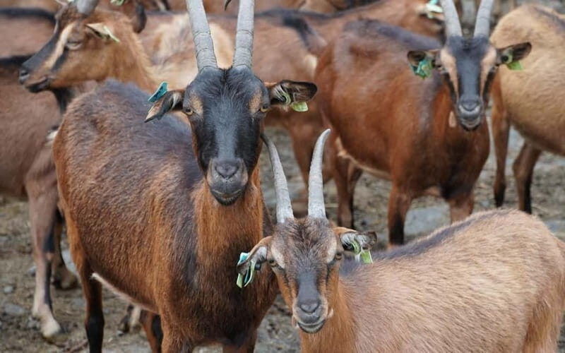 ALVÃO SHEPHERD'S HIKE - Exploring the Alvão Shepherds Hike