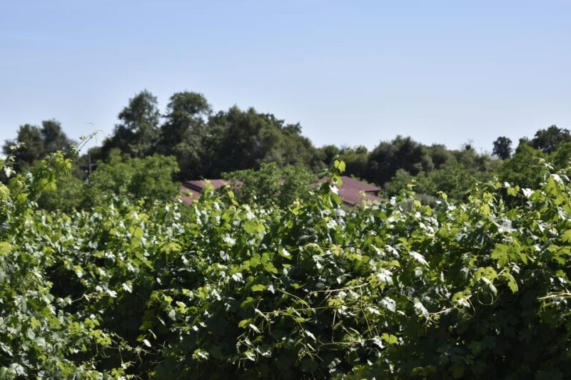 Amador County Wine Tasting Tour Private Tour 1 To 14 Group - The Itinerary: How It Works