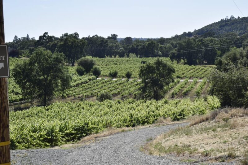 Amador County Wine Tasting Tour Private Tour 1 To 14 Group - FAQs