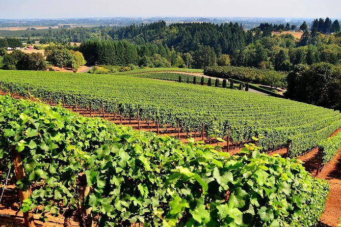 Amador County Wine Tasting Tours max 14 pax Private Wine Tours - Key Points