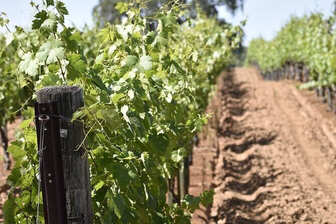 Amador County Wine Tasting Tours max 14 pax Private Wine Tours - FAQ