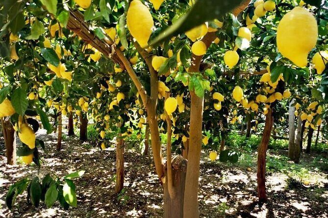 Amalfi Coast - Maiori: Path of Lemons Tour with Tasting - Key Points