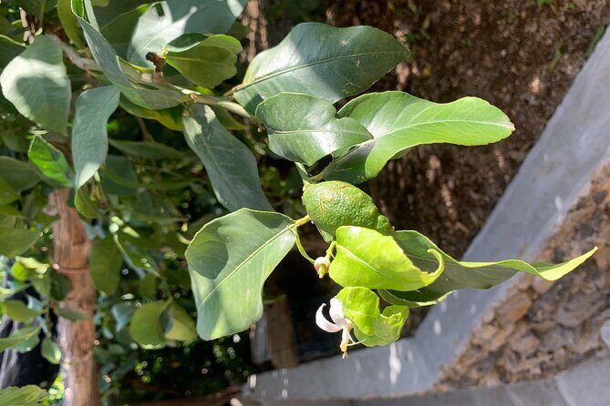 Amalfi Coast - Maiori: Path of Lemons Tour with Tasting - FAQ