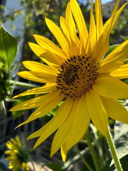 Amalfi Coast: Mozzarella, Pasta and Tiramisù Cooking Class - FAQ