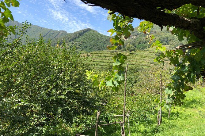 Amalfi coast private tour with Amalfi Ravello and Wine Tour from Positano - Key Points