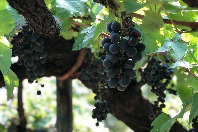 Amalfi coast private tour with Amalfi Ravello and Wine Tour from Positano - Who Is This Tour Best For?