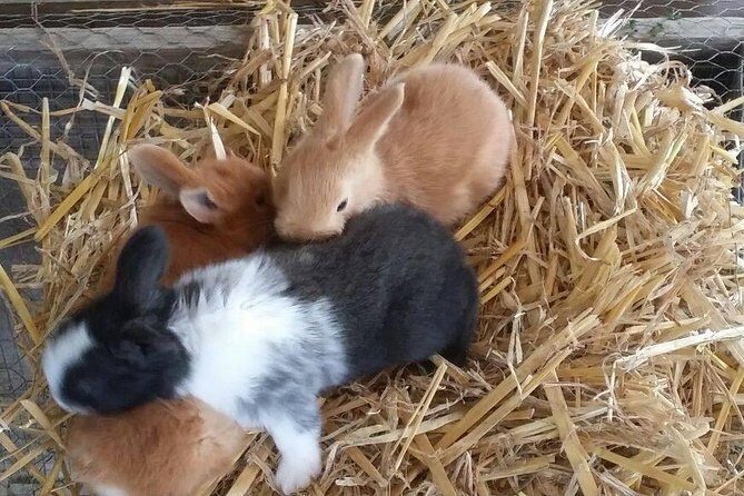 Amalfi Coast & Sorrento Cooking Class School at Farmhouse - The Practical Side: Timing, Price, and Logistics