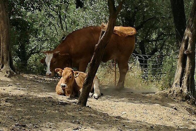 Amalfi Coast & Sorrento Cooking Class School at Farmhouse - Final Thoughts